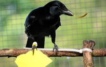Phát hiện bất ngờ: Quạ có khả năng tự nhận thức giống con người, trí khôn tương đương khỉ đột