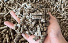 Cơ hội tỉ USD từ viên nén gỗ