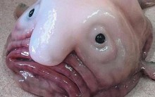 Cá giọt nước - "loài động vật xấu nhất thế giới" bị hiểu nhầm về hình dạng kỳ dị suốt bao năm