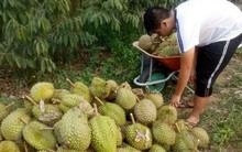 Giá sầu riêng ở Tiền Giang tăng cao gần gấp ba lần