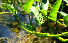 3 loại rau chứa nhiều ký sinh trùng nhất, không nên ăn nếu không biết cách vệ sinh sạch sẽ