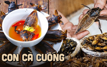 Đặc sản Việt Nam 'hiếm có khó tìm' vì chỉ sống ở vùng đầm lầy, có giá tiền triệu/kg