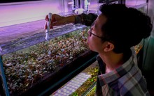 Thú chơi cây thủy sinh đắt đỏ ở Hà Nội: “Đổ" cả chiếc ô tô vào bể cá là chuyện thường