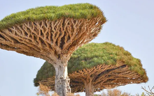 Hòn đảo kỳ lạ chứa loại cây độc đáo bậc nhất hành tinh