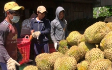 Cơ hội xuất khẩu sầu riêng Khánh Sơn chính ngạch sang Trung Quốc