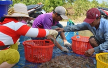 Nông dân U Minh được vụ mùa tôm càng xanh