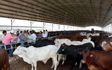 ‘Đàn bò’ của bầu Đức: từng là phao cứu sinh cho doanh thu của tập đoàn, tưởng đã đến đoạn cuối sứ mệnh nhưng bất ngờ được đưa trở lại đường đua