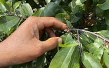 Nhà vườn TP HCM, Long An đua nhau trồng mai Tết