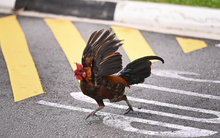 Người Singapore: Hàng xóm của chúng tôi là… gà hoang