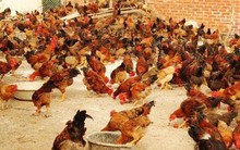 Nghịch cảnh: Khi nhà băng đi bán gà, thanh lý quần áo cũ...