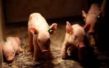 Việt Nam có heo ăn chuối còn đây là nguyên liệu được quốc gia sản xuất thịt lợn lớn nhất lựa chọn - Nhập khẩu hơn một nửa sản lượng toàn thế giới