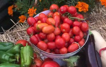 Khu vườn xinh đẹp của gia đình nhỏ tạm biệt thành phố để về quê sinh sống