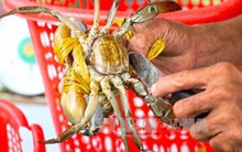 Nuôi cua biển lãi 150 triệu đồng/ha/năm
