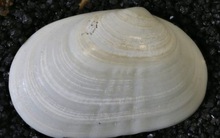 Tưởng tuyệt chủng gần 30.000 năm bỗng 'thò mặt' sống khỏe ở California