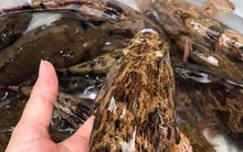 Loại cá nhìn tối thui khác lạ nhưng giá tới nửa triệu đồng/kg