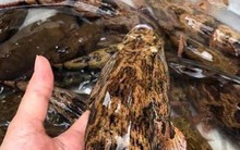 Loại cá nhìn tối thui khác lạ nhưng giá tới nửa triệu đồng/kg