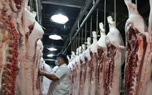 Giá lợn hơi lao dốc, đề nghị Bộ Nông nghiệp nghiên cứu xuất khẩu