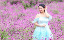 Mê mẩn ngắm hoa bách nhật tím