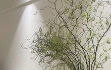 Rộ mốt trưng nhà 'rất chill' với cành liễu xoăn uốn lượn lạ mắt