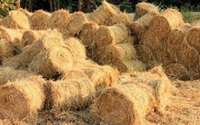 Phụ phẩm từ cây lúa: "Mỏ vàng" vẫn còn bỏ ngỏ