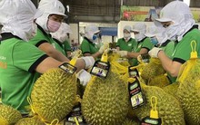 Mã vùng trồng bị 'đội lốt', nông sản Việt nguy cơ thua trên sân nhà