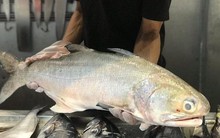 Loại cá là đặc sản của các tỉnh phía Bắc, giá bán 300 nghìn/kg vẫn được yêu thích
