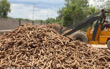 Vì sao 1.000 tỷ đồng thuế VAT của doanh nghiệp ngành sắn bị chậm hoàn?