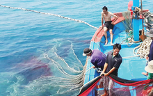 Sau thị sát, EC khuyến cáo gì để gỡ 'thẻ vàng' thủy sản Việt Nam?