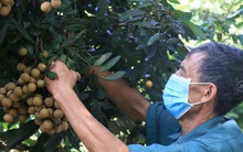 Nhãn tươi Việt Nam được phép nhập khẩu vào Nhật Bản