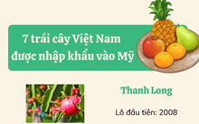 7 loại trái cây Việt xuất khẩu sang Mỹ là những loại nào?