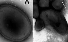 Giới khoa học lo ngại khi virus cổ đại 'hồi sinh' sau gần 50.000 năm chôn vùi dưới băng vĩnh cửu