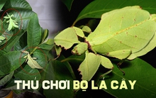 Thú chơi “chiếc lá di động” tiền triệu độc đáo