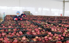 Lô chanh leo đầu tiên xuất khẩu chính ngạch sang Trung Quốc