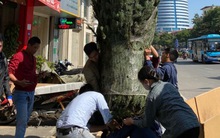 Thông tươi Noel giá mềm lên ngôi