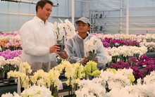 Jack Ma đang làm gì tại Nhật Bản?