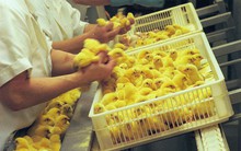 Ngành nghề có mức lương 2 triệu đồng/ngày nhưng 'cung không đủ cầu': Ít phải cạnh tranh, tay nghề giỏi có thể kiếm gần trăm triệu mỗi tháng