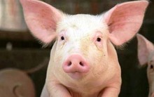 Cổ phiếu "trượt" về vùng đáy 30 tháng, Chủ tịch HĐQT Dabaco bán thành công 10 triệu cổ phiếu