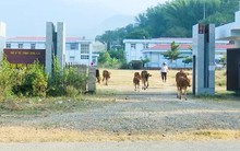 Bệnh viện đa khoa 200 tỷ đồng thành nơi trồng rau, chăn thả bò