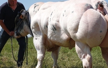 Bò cơ bắp siêu to nuôi lại Việt Nam ra sao?