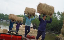 Chợ rơm miền Tây hút hàng vì mưa kéo dài