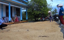 Nông dân Cà Mau bán lúa ‘ngon nhất thế giới' chỉ với giá 4.500 đồng/kg