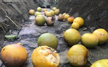 Đặc sản 'tiến vua' rụng vàng gốc, nông dân trắng tay khi Tết cận kề