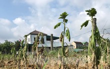 Ruộng hoa chết rũ sau mưa lũ, chủ vườn lo mất Tết