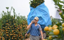 Cơn mưa "vàng" cho người trồng quất Tết