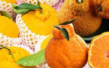 Các loại quýt được bán ở Việt Nam, có loại tiền triệu vẫn được người tiêu dùng yêu thích