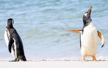 Những bức ảnh năm 2022 chứng minh động vật đôi khi cũng có khiếu hài hước, ai nhìn cũng bật cười