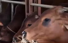 Tình trạng bò nhập ngoại khiến người chăn nuôi "điêu đứng"