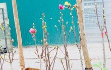 Người Hà Nội chi tiền triệu mua mộc lan chơi Tết sớm