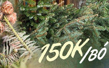 Hà Nội: Cận kề Giáng sinh, cành thông tươi giá bình dân được nhiều người lựa chọn