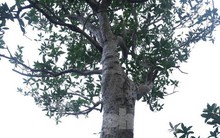 Chiêm ngưỡng cây mộc hương 'khủng', khách trả gần 2 tỷ đồng chủ vườn vẫn chưa bán